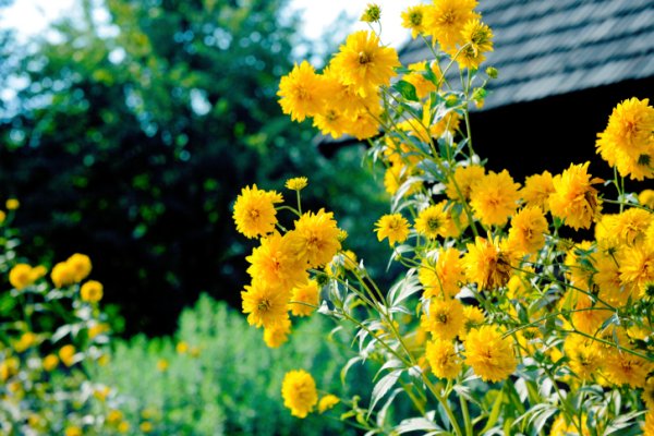Рудбекия рассеченная золотые шары