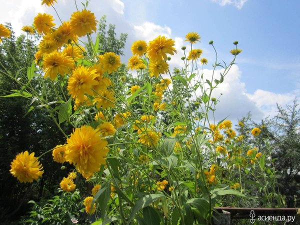Asteraceae золотые шары