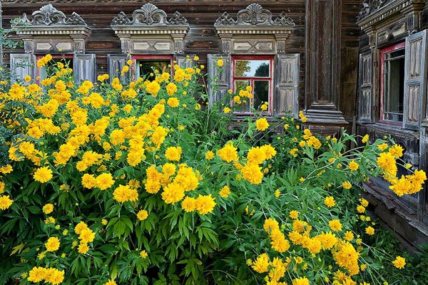 Солнечные шары цветы
