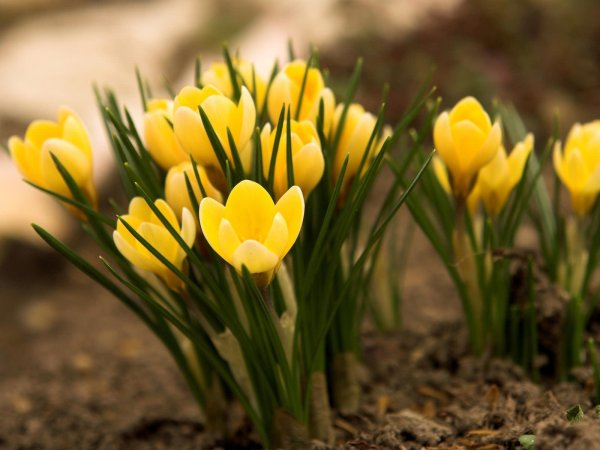 Мускари крокусы тюльпаны нарциссы