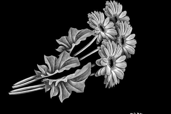 Розы для гравировки