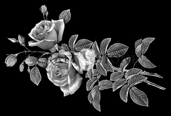 Тюльпаны для гравировки на граните