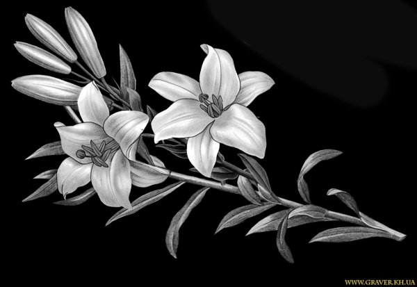 Тюльпаны для гравировки на памятниках