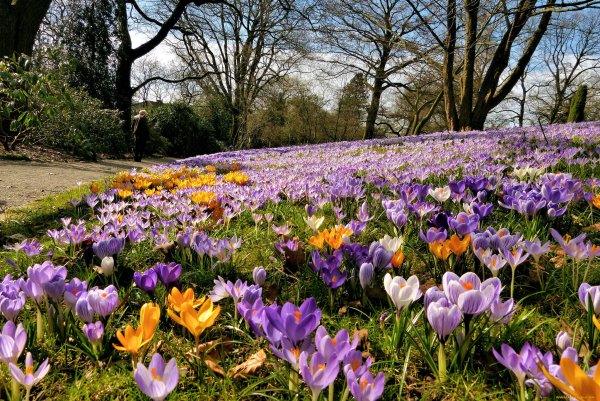 Подснежники эдельвейсы