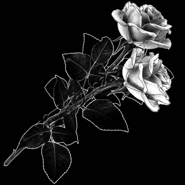 Розы для гравировки