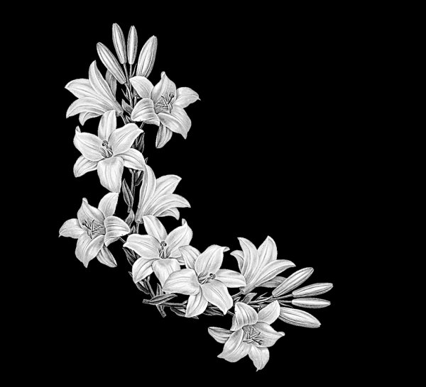 Розы для гравировки