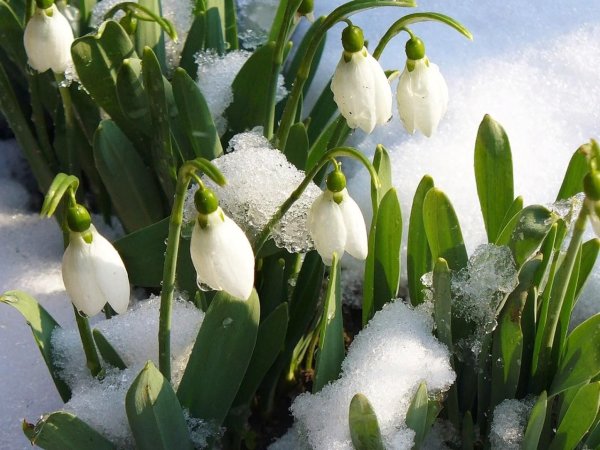 Крокусы подснежники и Мимоза