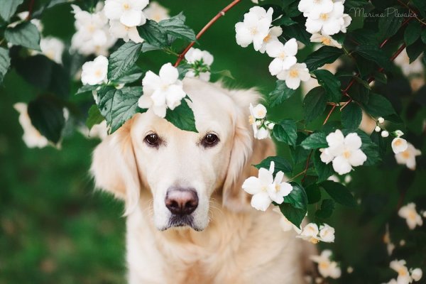 Золотистый ретривер и цветы