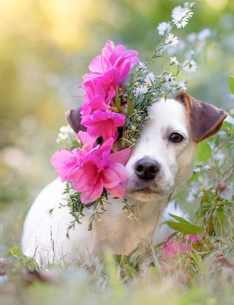 Цветы и Джек Рассел терьер