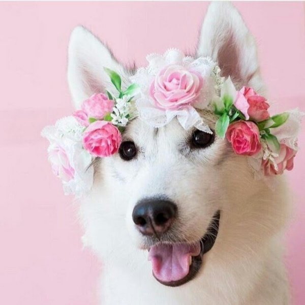 Красивые собаки