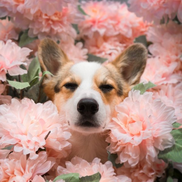 Абиссинская овчарка собака