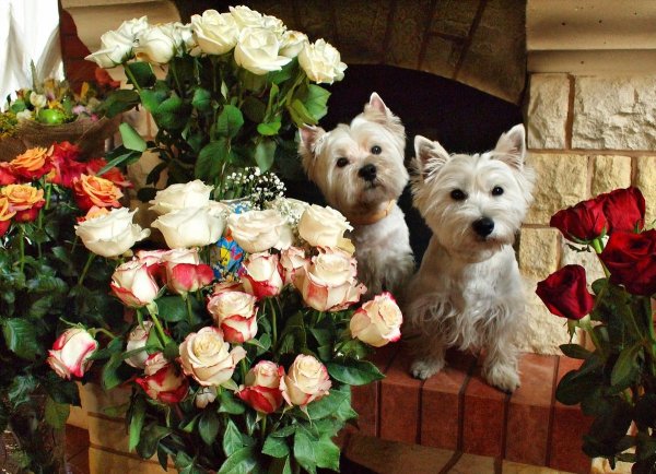 Красивые собаки