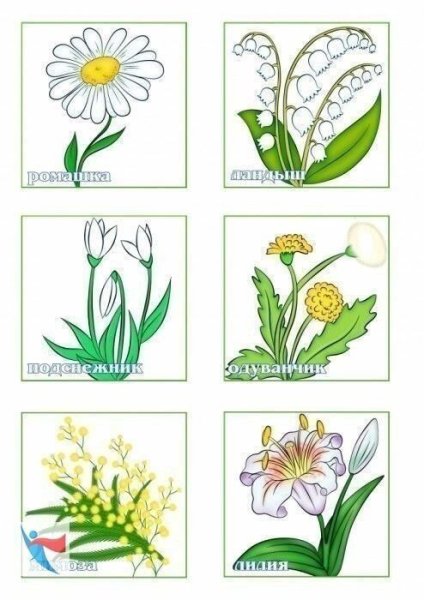 Первоцветы карточки для детей