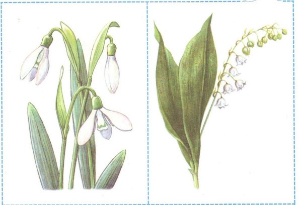 Карточки первые весенние цветы