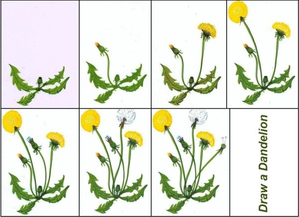 Этапы рисования одуванчика для детей