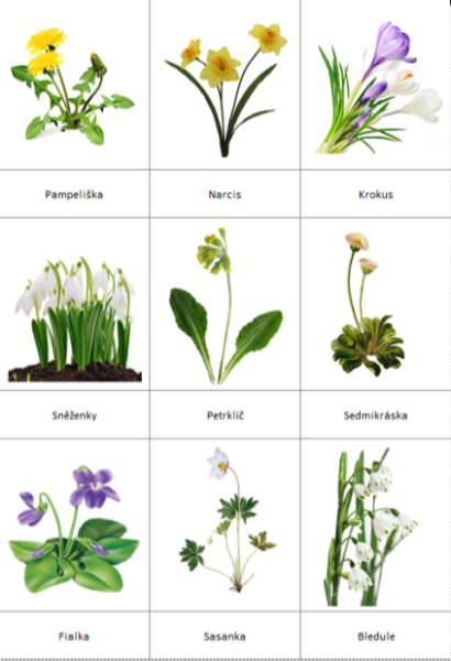 Первоцветы для детей дошкольного возраста с названиями