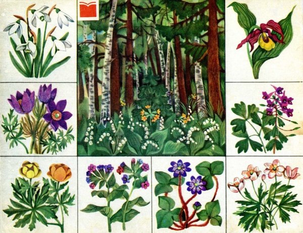 Цветы с перьями