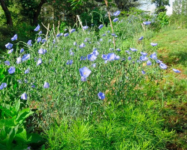 Первоцветы карточки с названиями для детей