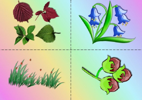 Полевые цветы названия