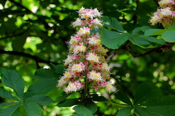 Каштан конский «Fastigiata»