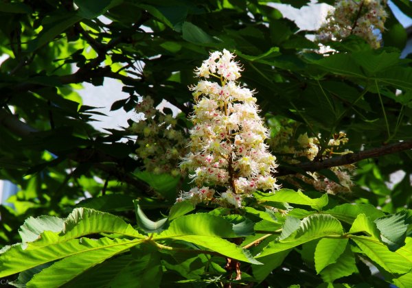 Каштан растение