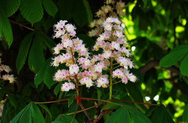 Каштан конский цветение