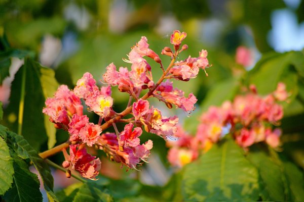 Каштан конский цветение