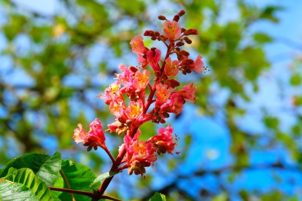 Конский каштан восьмитычинковый