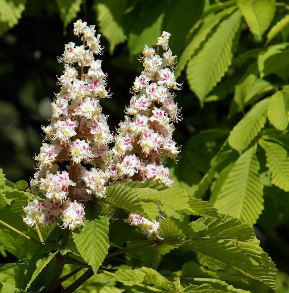 Каштан мелкоцветковый