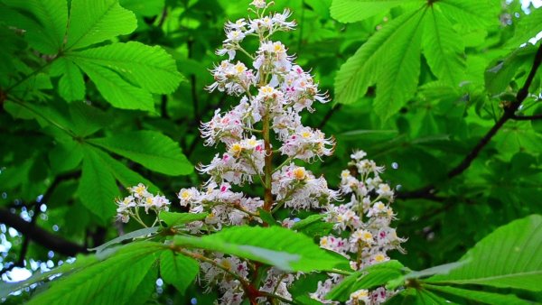 Каштан (Aesculus hippocastanum)