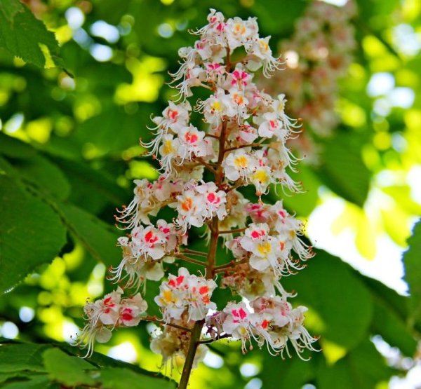 Цветение каштана