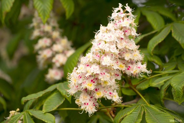 Конский каштан растение