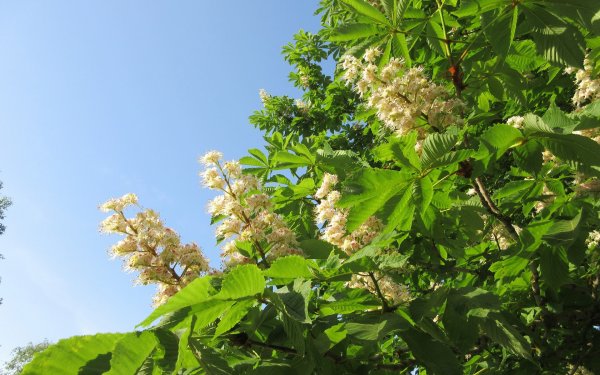 Каштан Швейцария