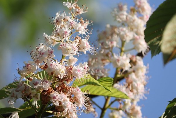 Соцветие каштана