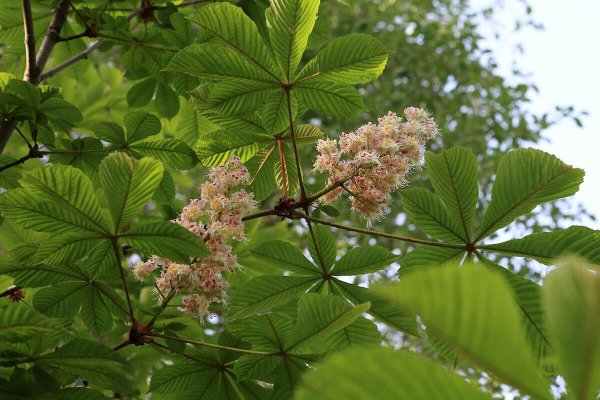 Цветущий каштан дерево