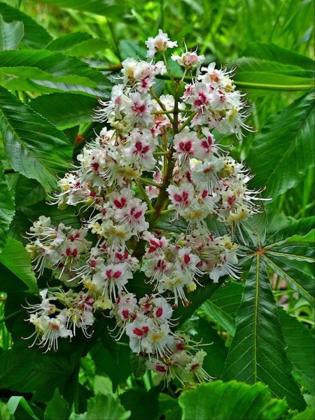 Конский каштан растение