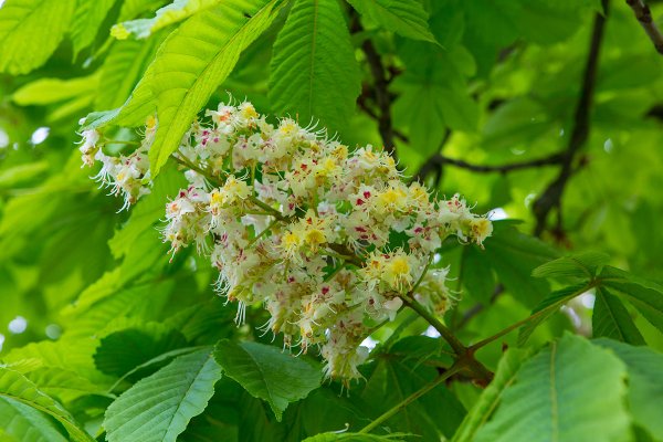 Каштан дерево цветы