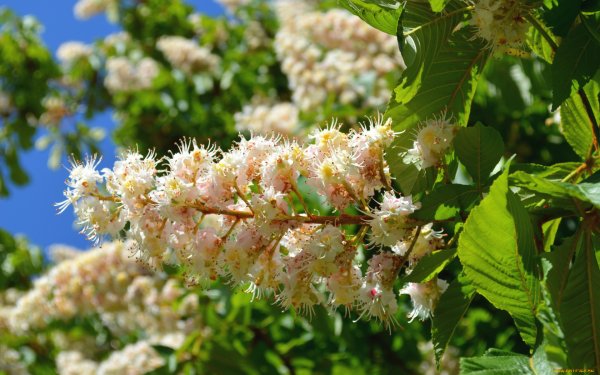 Каштан конский цветение