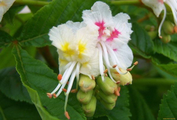 Каштанчики цветы