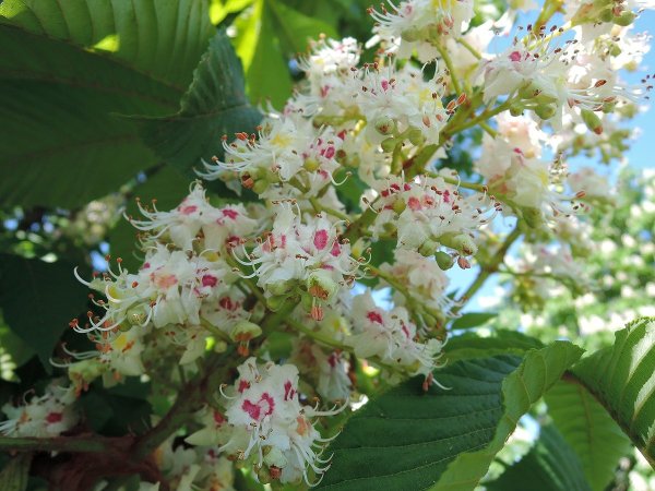 Каштан дерево цветение