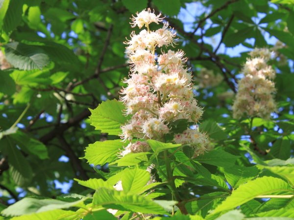 Каштан дерево