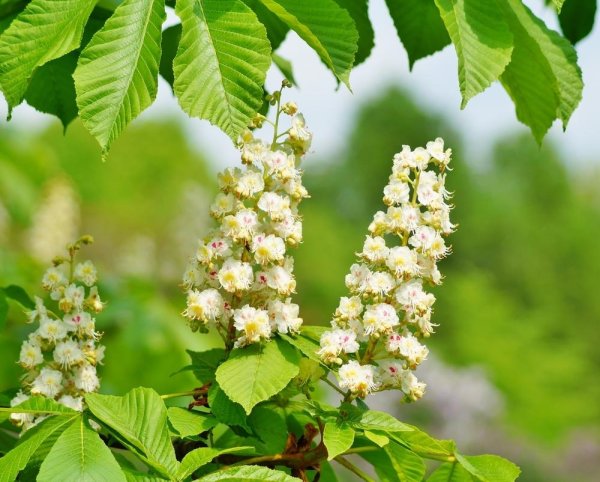 Каштан конский изменчивый Пендулифолия