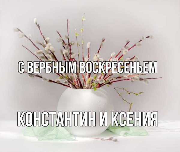 Верба дерево