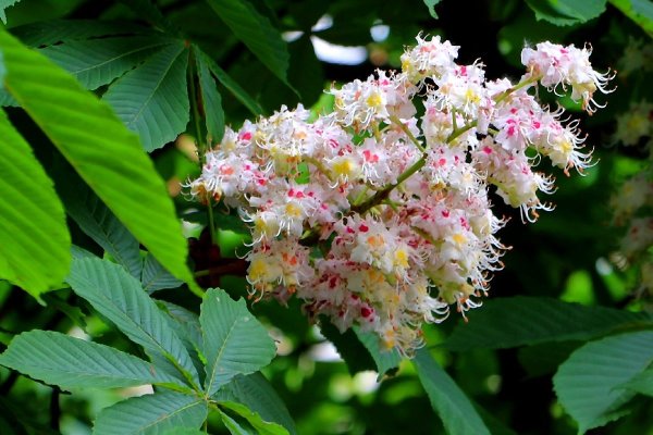 Цветущий каштан дерево