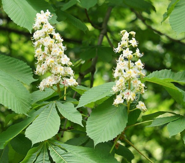 Цветы конского каштана