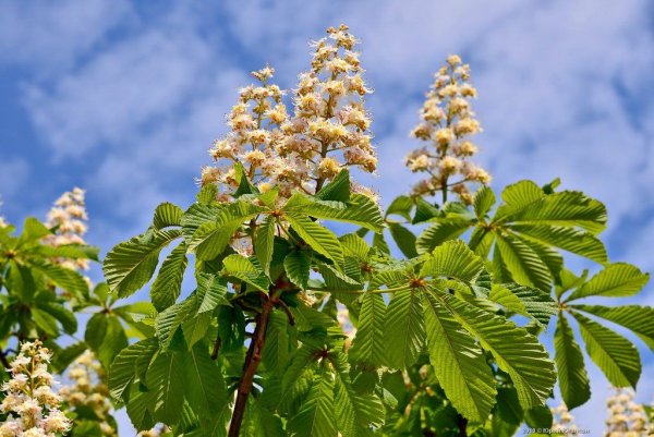 Конский каштан обыкновенный