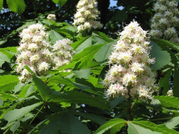 Конский каштан растение