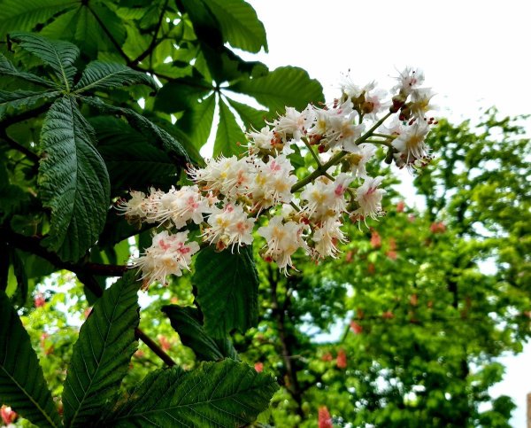 Каштан нецветущий дерево