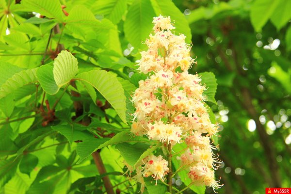 Конский каштан цветет