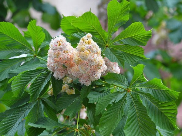 Каштан конский дерево